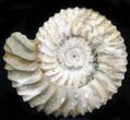 Pavlovia Ammonite Fossil - Siberia #29750-1